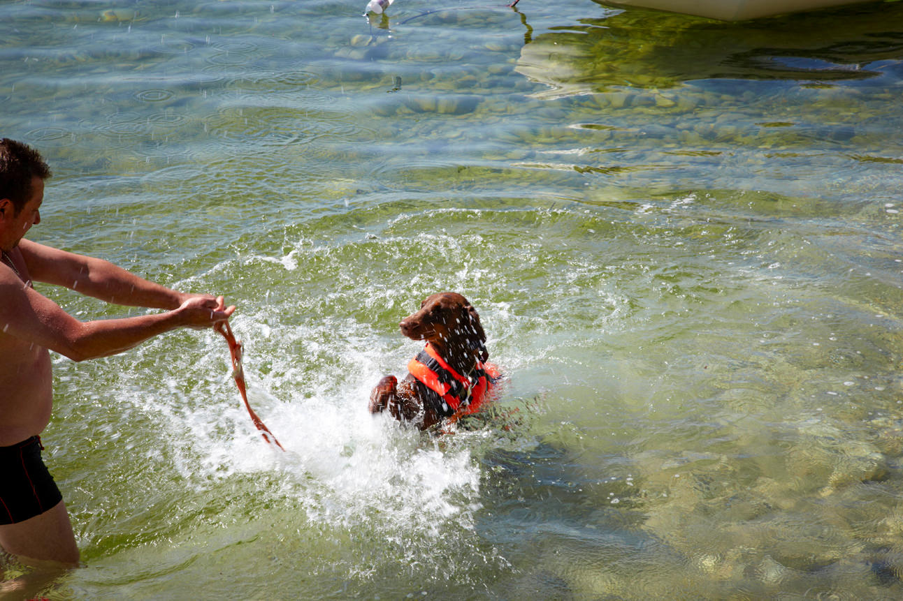 Op vakantie met uw hond