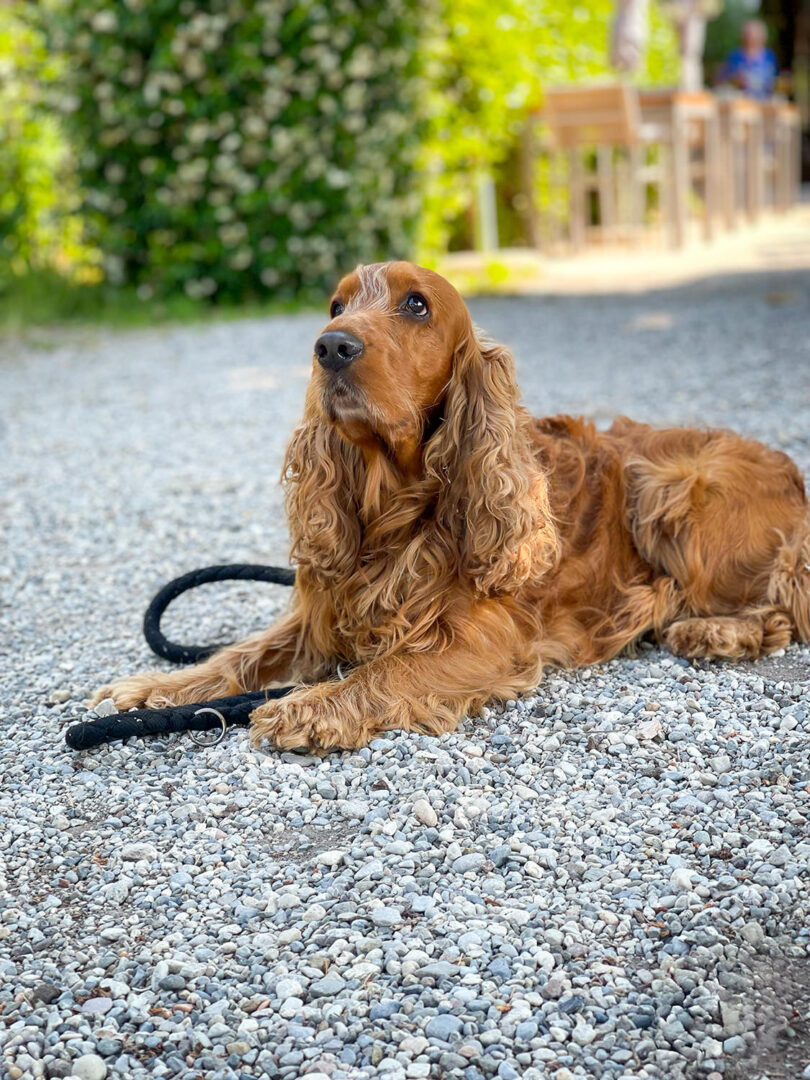 Op vakantie met uw hond