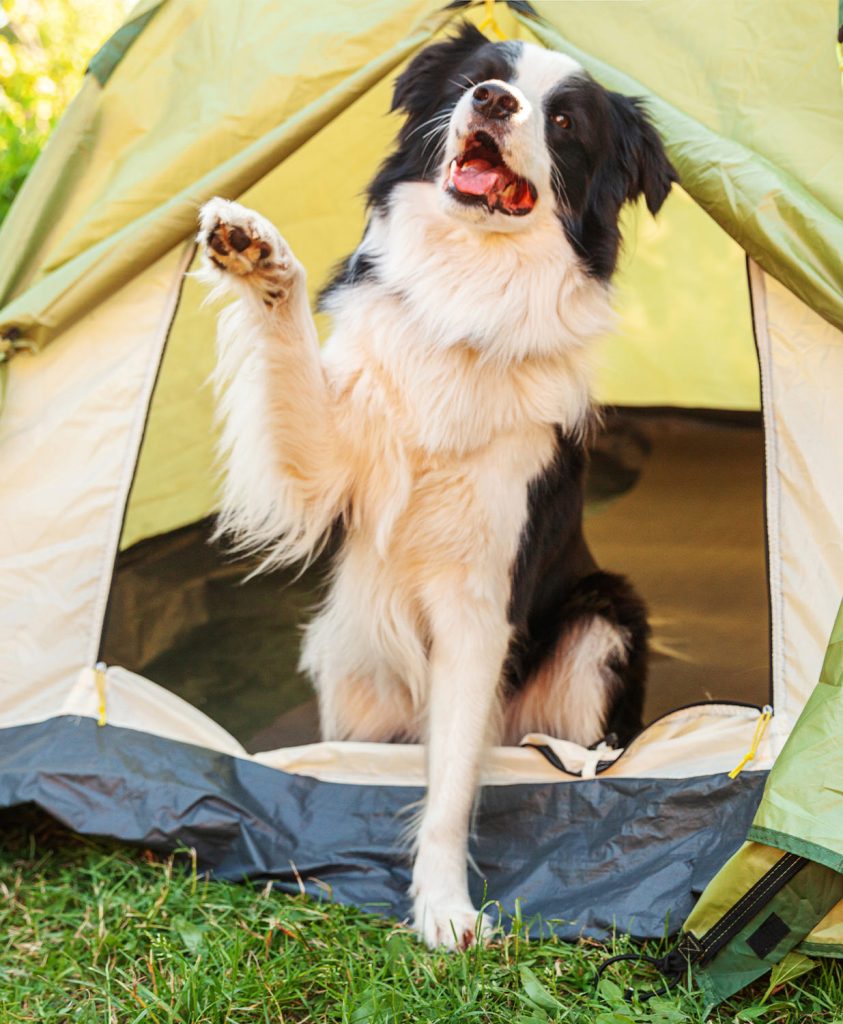 Op vakantie met uw hond