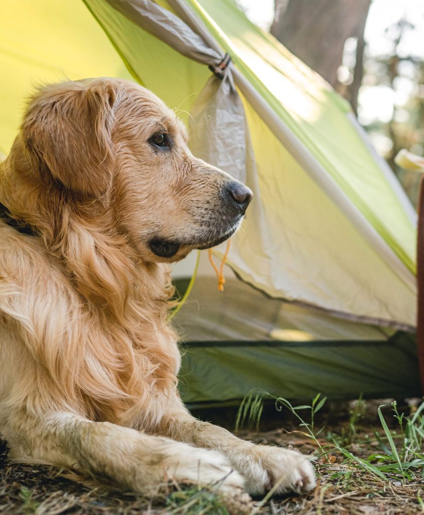 Op vakantie met uw hond
