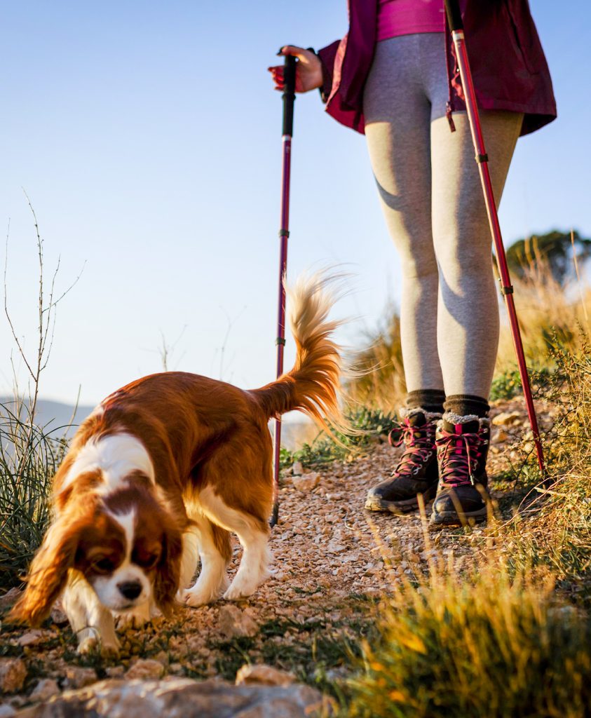 Op vakantie met uw hond